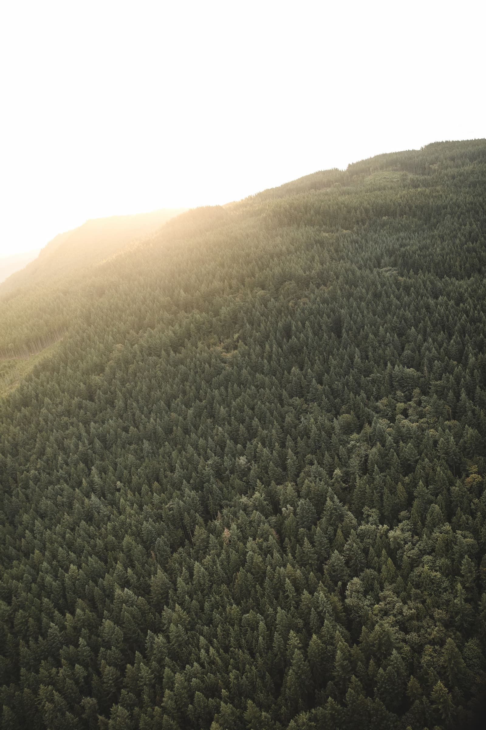 Luchtfoto herbebossingsproject