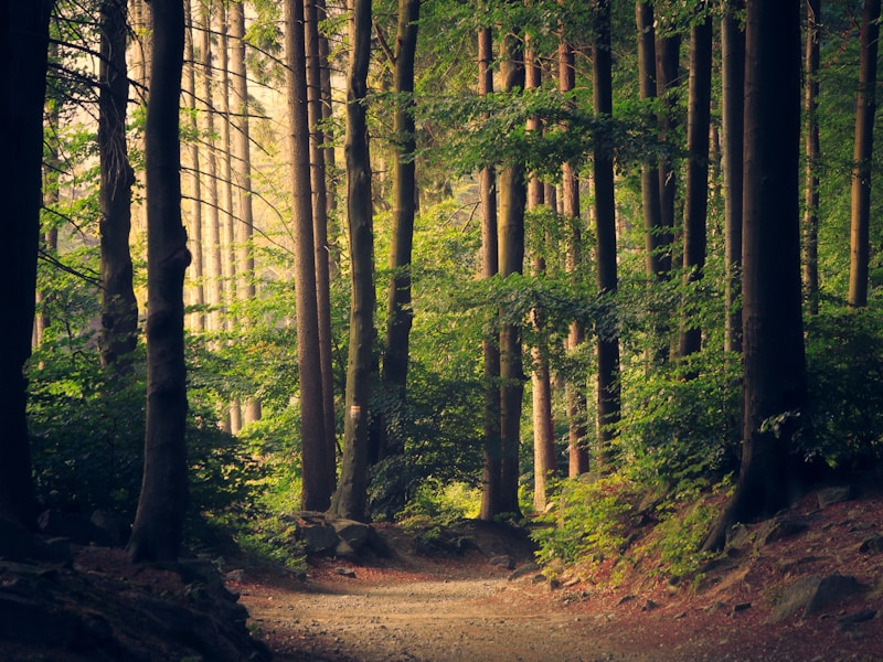 hectares herbebost